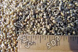 Millet in Tamil nadu - Manufacturers and Suppliers India