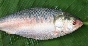Hilsa Fish