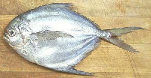 pomfrets fish silver