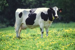 Live Cow