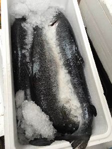 Frozen Mackerel Fillets - Pacific Hake Fish-Salmon