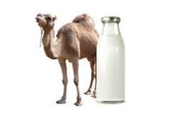 Pure Camel Milk
