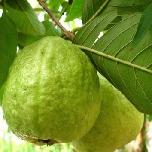 Natural Green Guava