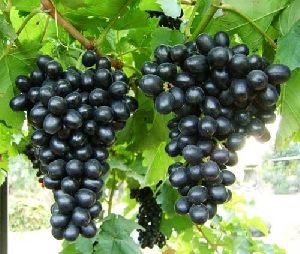 fresh black grapes