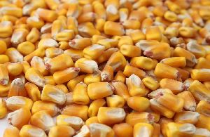 Corn Seeds