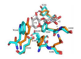 Xylanase Enzyme, For Feed Additives, Packaging Type : Plastic Bag, Plastic Packet, HDPE Bag