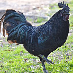 Kadaknath Live Chicken