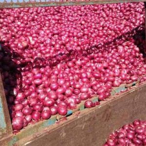 fresh red onion