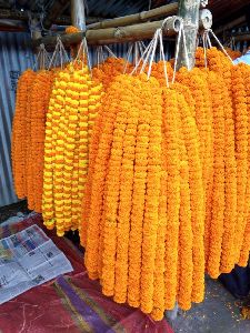 Marigold Flower