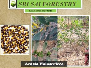 Acacia Holosericea Tree