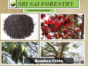 Bombax Ceiba Seeds