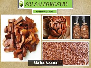 Seed Spices