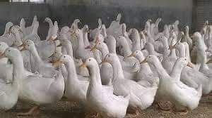 Duck chicks White Piken