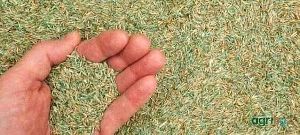 Lawn grass seeds
