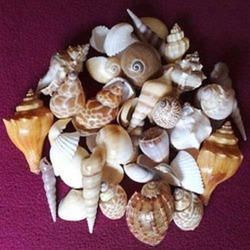 natural sea shell