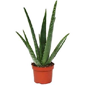 Indoor Aloe Vera Plant