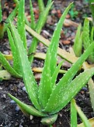 Well Watered Aloe Vera Plant