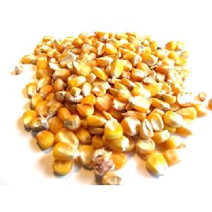 Maize Seeds for Animals