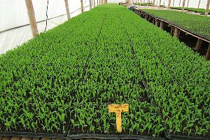 Granulated Plant Growth Stimulants