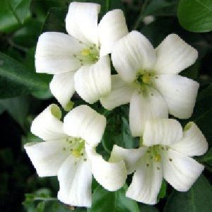 White Madhukamini Flower Plant