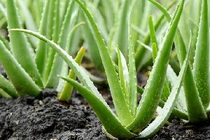 Aloe Vera Leaf