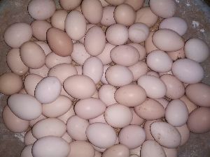 kadaknath eggs