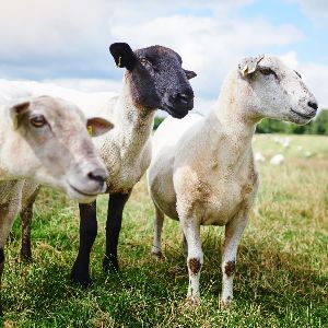 Sheep Breeding Services