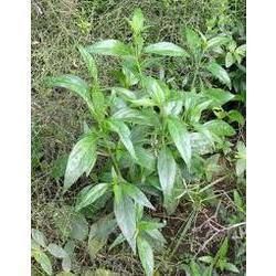 Andrographis Paniculata Plant