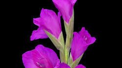 Gladiolus Flower