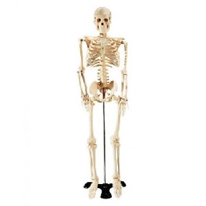 skeleton models