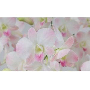 Air Peach Dendrobium Orchid Plant