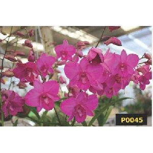 Aiyara Pink Dendrobium Orchid Plant