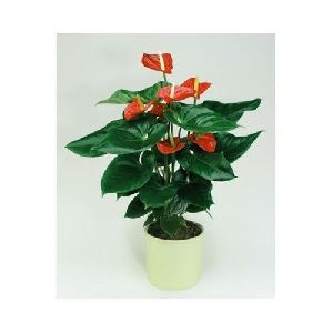 Alabama Anthurium Plant Pot