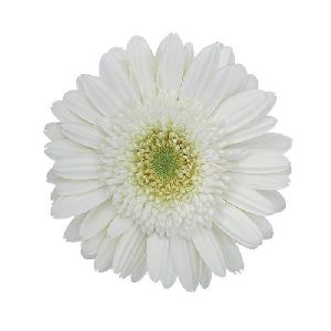 Amelie Gerbera Flower
