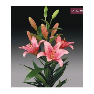 Brindisi LA Lilies Plant