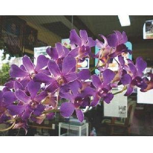 Bubble Gum Dendrobium Orchid Plant