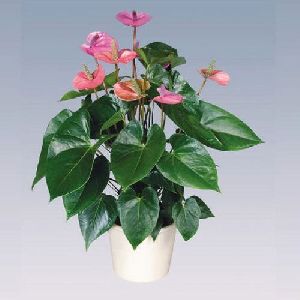 Cavalli Anthurium Plant Pot