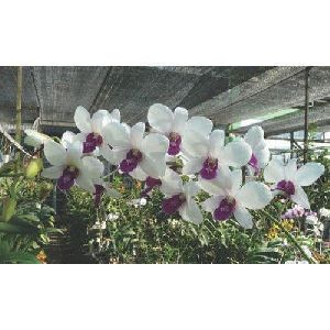 Charming White Dendrobium Orchid Plant