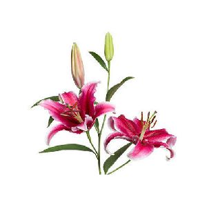 Corvara Oriental Lilies Plant