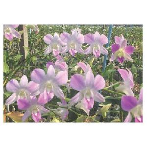 Den 17 Pink Dendrobium Orchid Plant