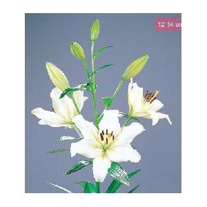 Ercolano LA Lilies Plant