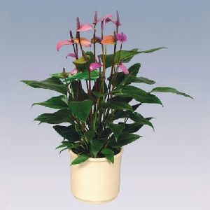 Fiorino Anthurium Plant Pot