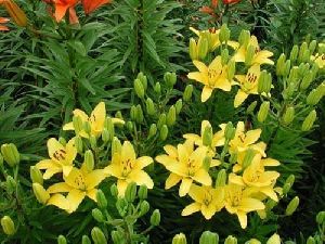 Gironde Asiatic Lilies Plant
