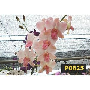Lan Hua Peach Dendrobium Orchid Plant