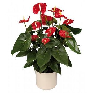 Madural Anthurium Plant Pot