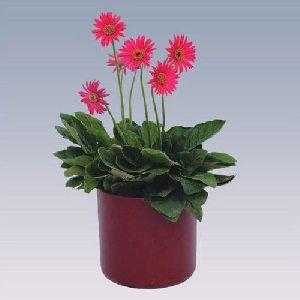 Mini Pink Gerbera Plant Pot