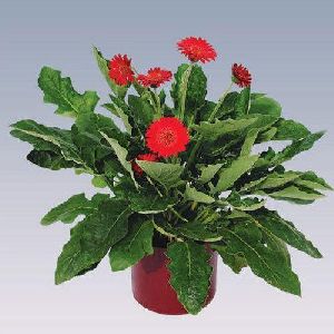 Mini Red Gerbera Plant Pot