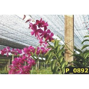 Mona Red Dendrobium Orchid Plant
