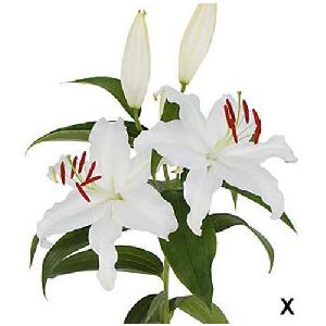 Mother's Choice Oriental Lilies Plant