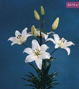 Navona Asiatic Lilies Plant